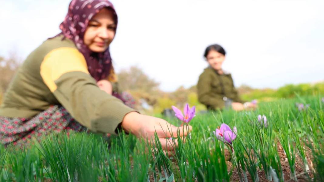 Dünyanın en pahalı baharatı! 3 yıl önce Türkiye'de keşfetti...Kilosunu 200 bin liradan satıyor 5